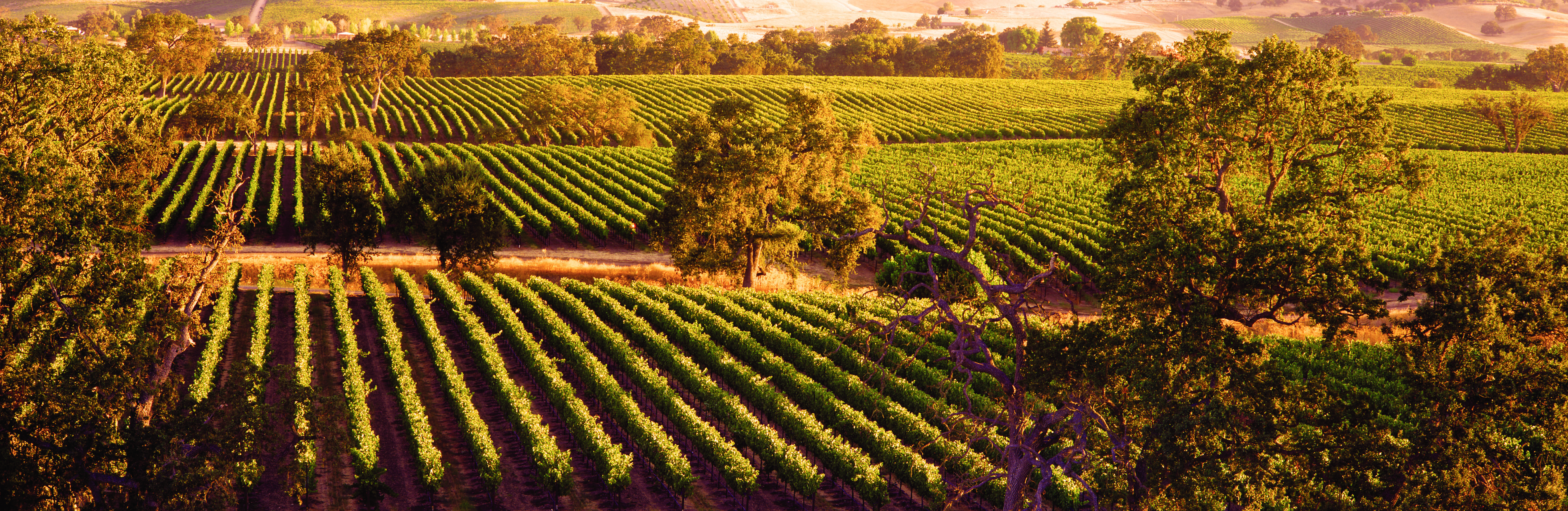 Wild Horse Vineyards