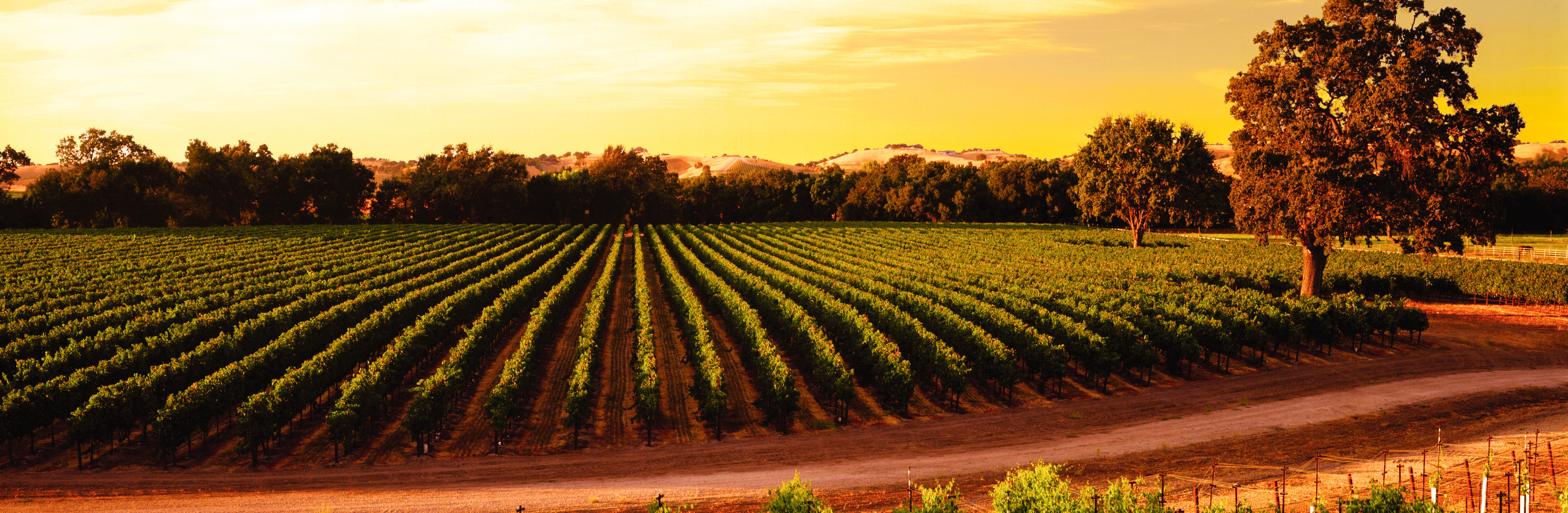 Wild Horse Vineyards