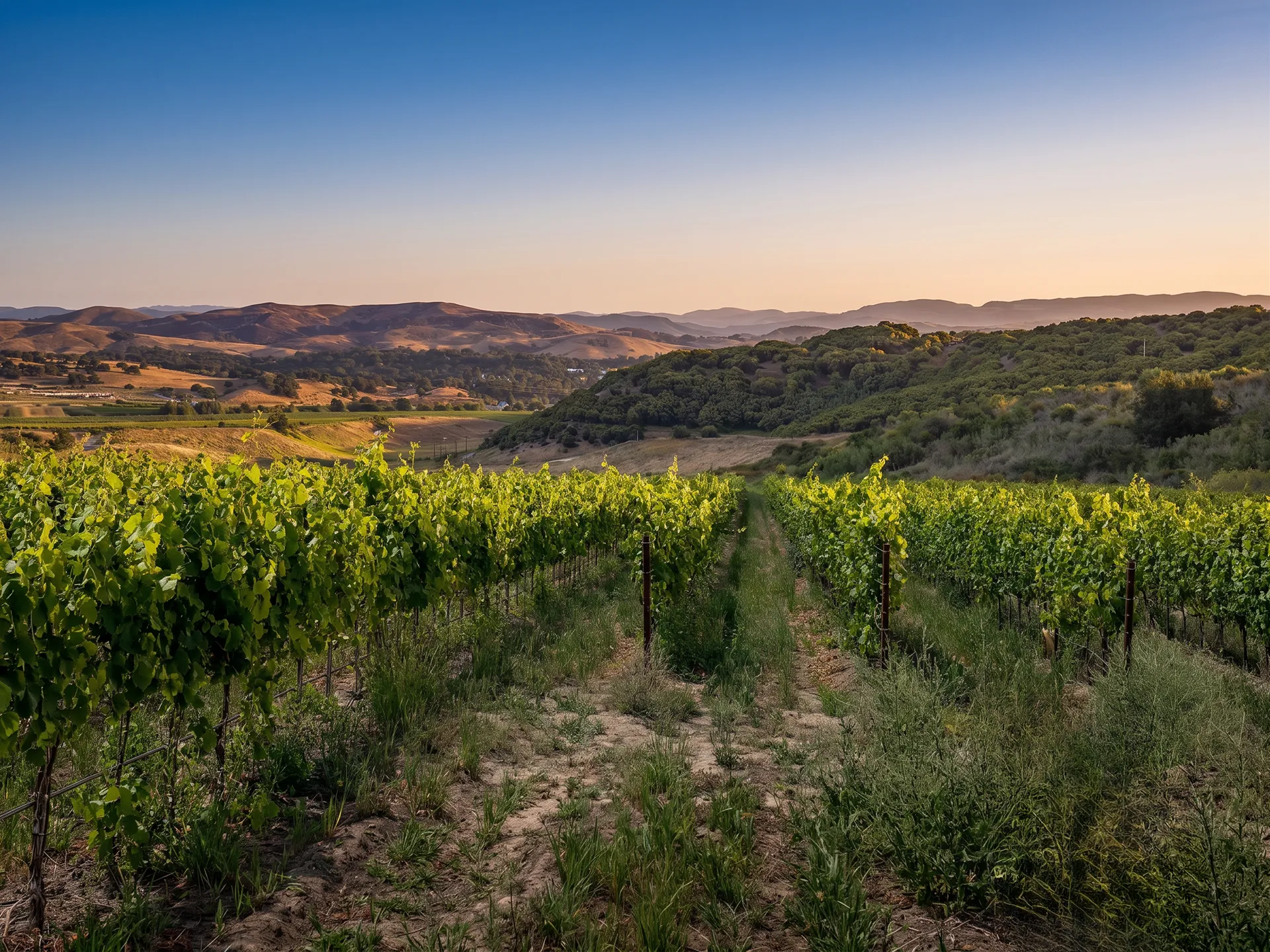 Yellow Foxtrot Vineyard