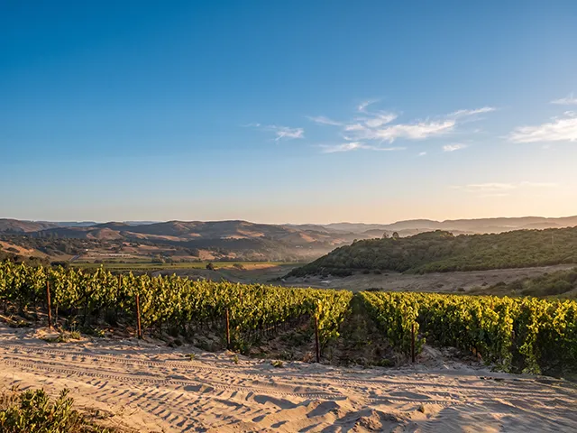 Yellowfoot Vineyard under a bright blue sky